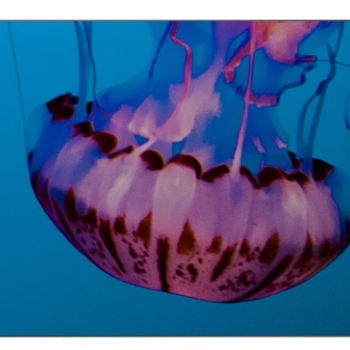 Monitor per videowall Samsung 46" UH46N-E